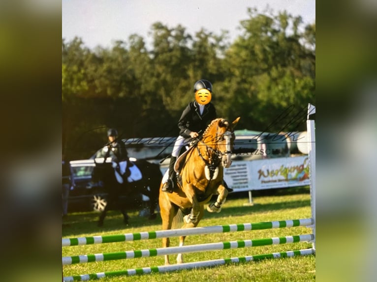 Duitse rijpony Ruin 9 Jaar 148 cm Vos in Brahmenau