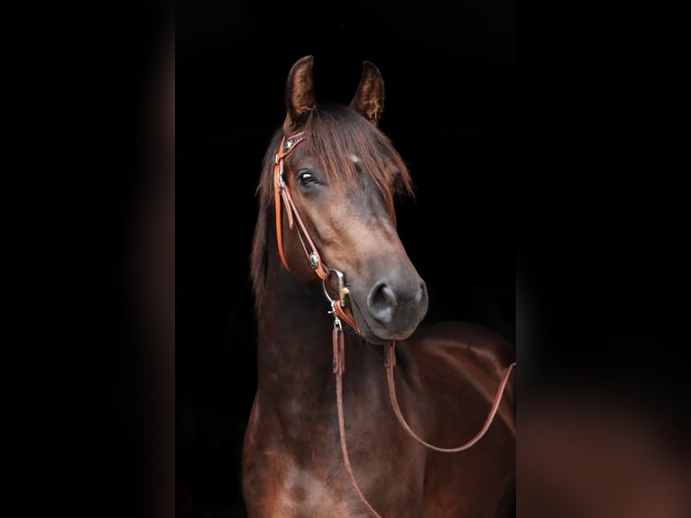 Duitse rijpony Mix Ruin 9 Jaar 149 cm Donkerbruin in Rehlingen-Siersburg