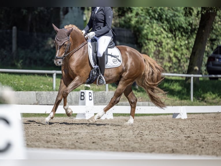 Duitse rijpony Ruin 9 Jaar 149 cm Donkere-vos in Hanau