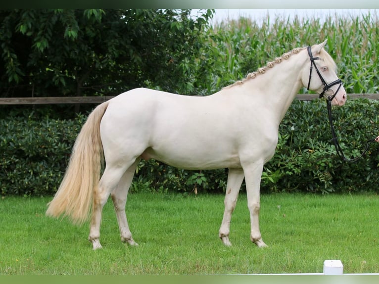 Duitse rijpony Ruin 9 Jaar 152 cm Cremello in Wardenburg