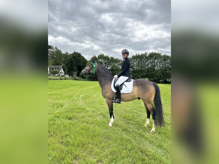 Duitse rijpony Ruin 9 Jaar 153 cm Buckskin in Ense