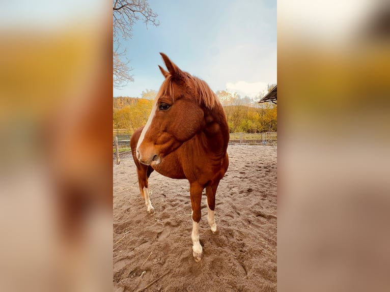 Duitse rijpony Ruin 9 Jaar 154 cm Vos in Biedenkopf