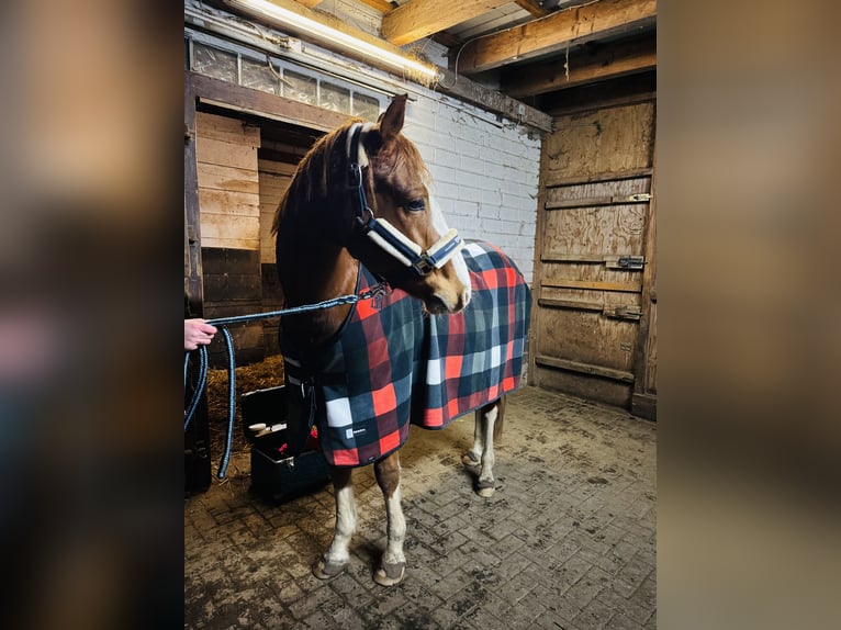Duitse rijpony Ruin 9 Jaar 154 cm Vos in Biedenkopf