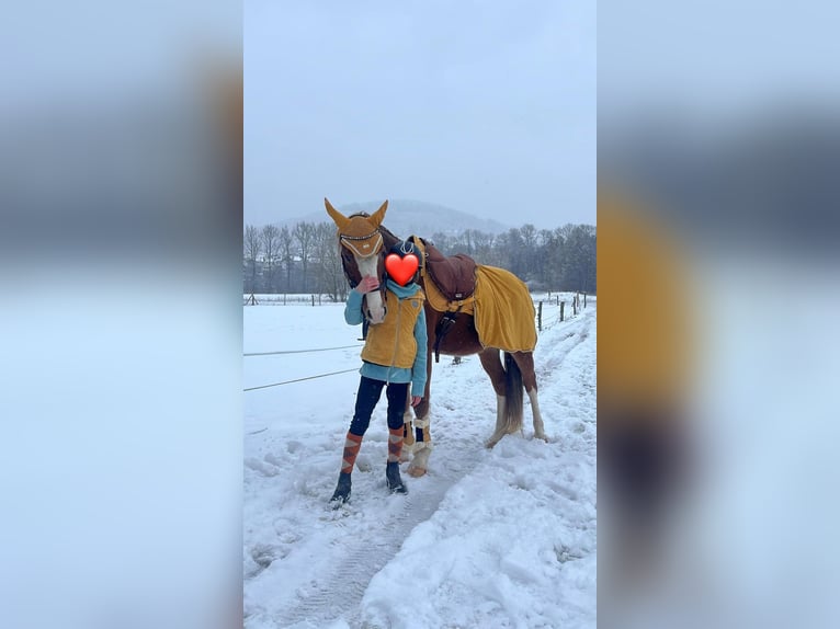 Duitse rijpony Ruin 9 Jaar 154 cm Vos in Biedenkopf