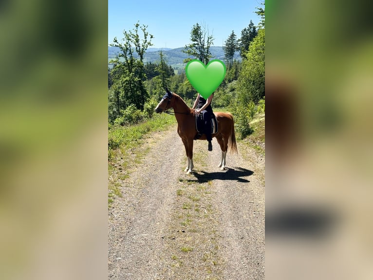 Duitse rijpony Ruin 9 Jaar 154 cm Vos in Biedenkopf