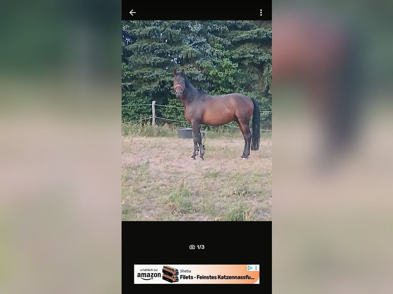 Duitse rijpony Mix Ruin 9 Jaar 158 cm Bruin in Pietzpuhl