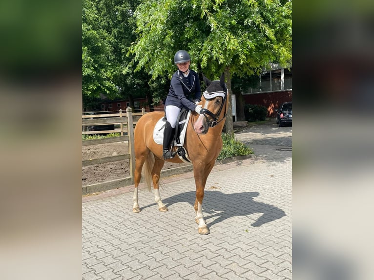 Duitse rijpony Ruin 9 Jaar 161 cm Palomino in Bakum