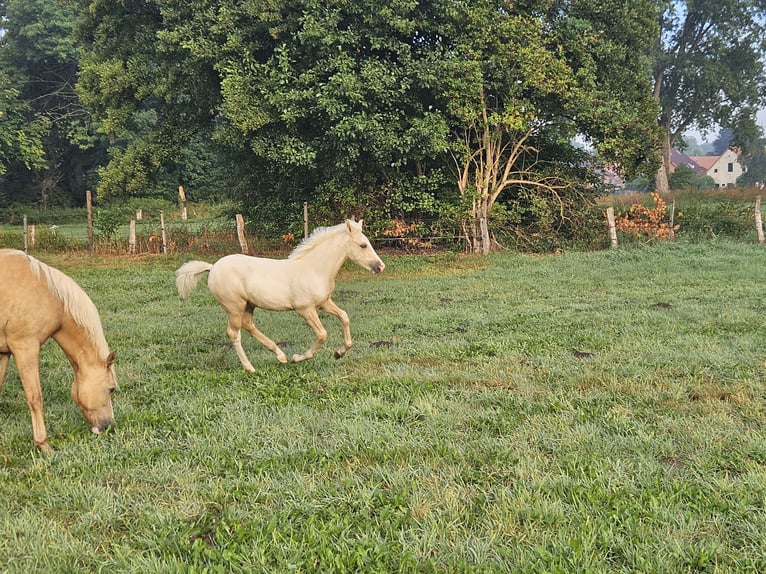 Duitse rijpony Ruin Veulen (05/2025) Palomino in Bruchhausen-Vilsen Duitse rijpony Ruin Veulen (05/2025) Palomino in Bruchhausen-Vilsen