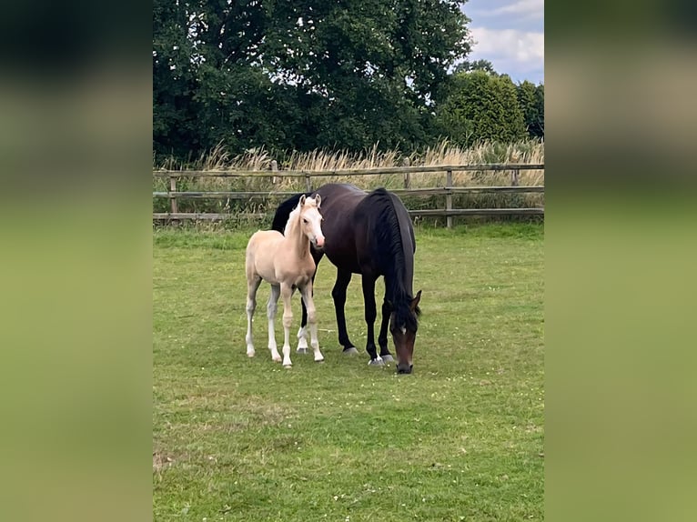 Duitse rijpony Ruin Veulen (05/2025) Palomino in Bruchhausen-Vilsen Duitse rijpony Ruin Veulen (05/2025) Palomino in Bruchhausen-Vilsen