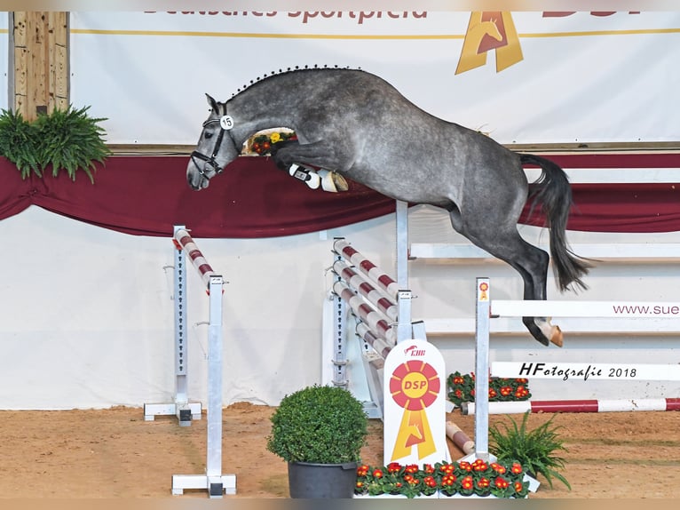 DUKE DIAMANT German Sport Horse Stallion Gray-Dapple in Buchenberg