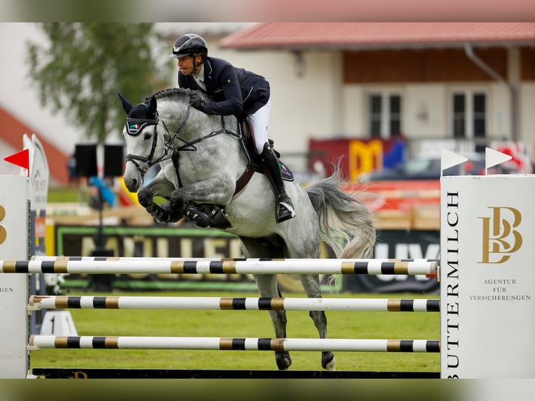 DUKE DIAMANT German Sport Horse Stallion Gray-Dapple in Buchenberg