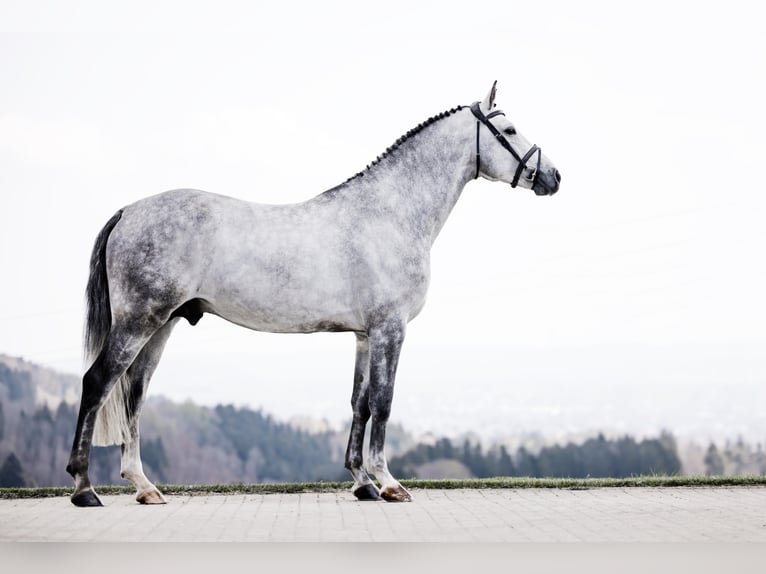 DUKE DIAMANT Niemiecki koń sportowy Ogier Siwa jabłkowita in Buchenberg