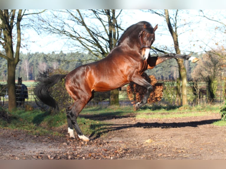 DUKE OF HEARTS XX Engels volbloed Hengst Bruin in Walsrode