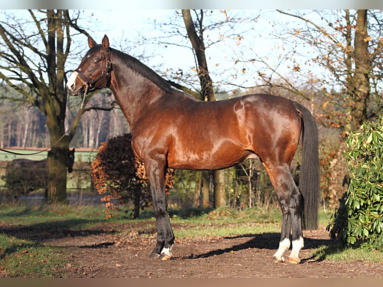 DUKE OF HEARTS XX Engels volbloed Hengst Bruin in Walsrode