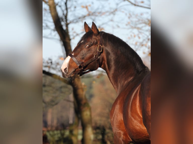 DUKE OF HEARTS XX Engels volbloed Hengst Bruin in Walsrode