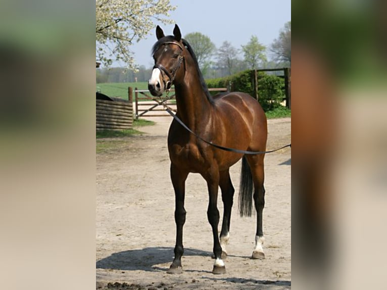 DUKE OF HEARTS XX Thoroughbred Stallion Brown in Walsrode