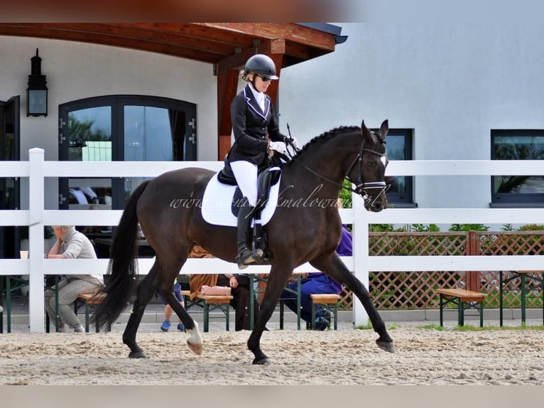 Duński koń gorącokrwisty Klacz 11 lat 164 cm Kara in Pilchowo