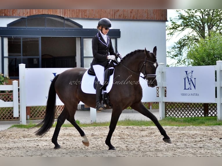 Duński koń gorącokrwisty Klacz 11 lat 164 cm Kara in Pilchowo
