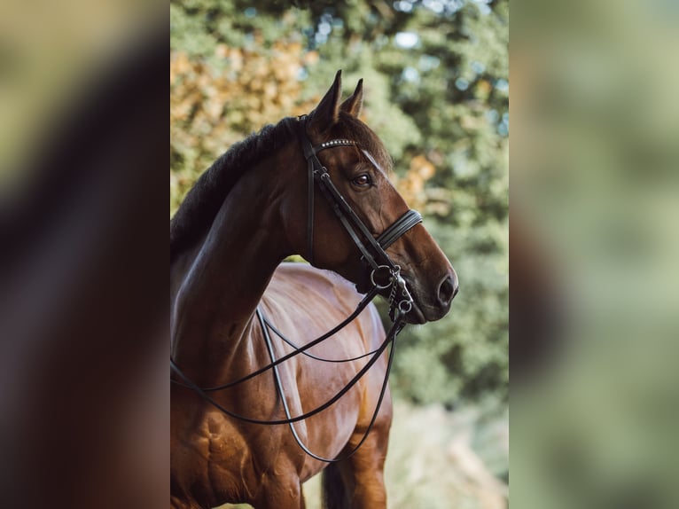 Duński koń gorącokrwisty Klacz 11 lat 170 cm Gniada in Ibbenbüren