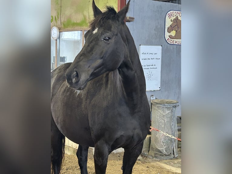 Duński koń gorącokrwisty Klacz 12 lat 167 cm Kara in Aabenraa