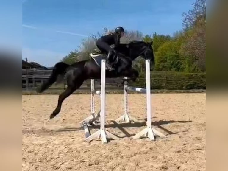 Duński koń gorącokrwisty Klacz 12 lat 168 cm Ciemnogniada in Mettmann