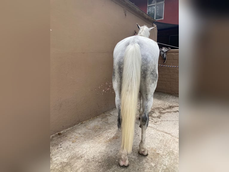 Duński koń gorącokrwisty Klacz 12 lat 170 cm Biała in Extensión Vista Hermosa