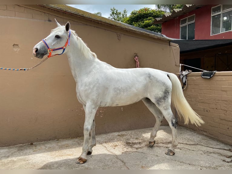 Duński koń gorącokrwisty Klacz 12 lat 170 cm Biała in Extensión Vista Hermosa