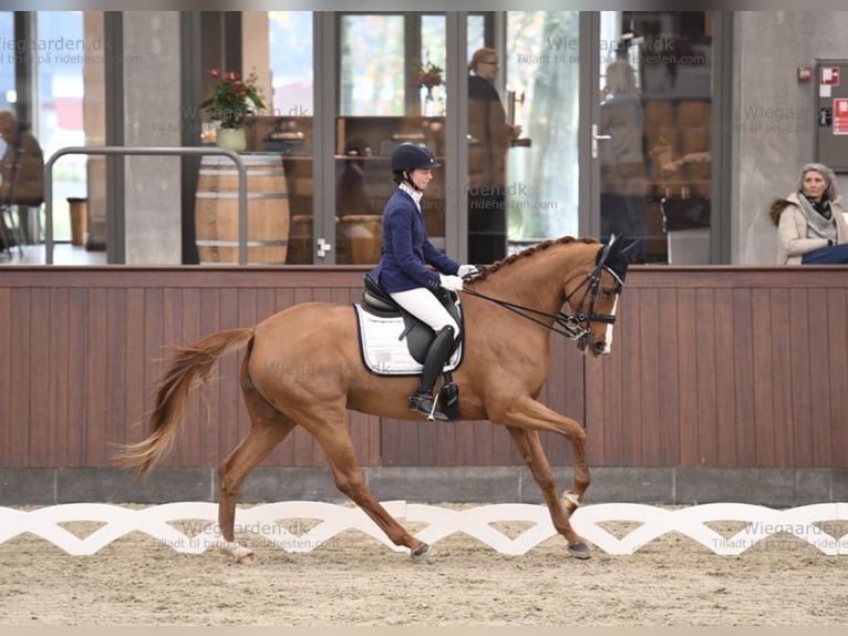 Duński koń gorącokrwisty Klacz 14 lat 166 cm Kasztanowata in Odense