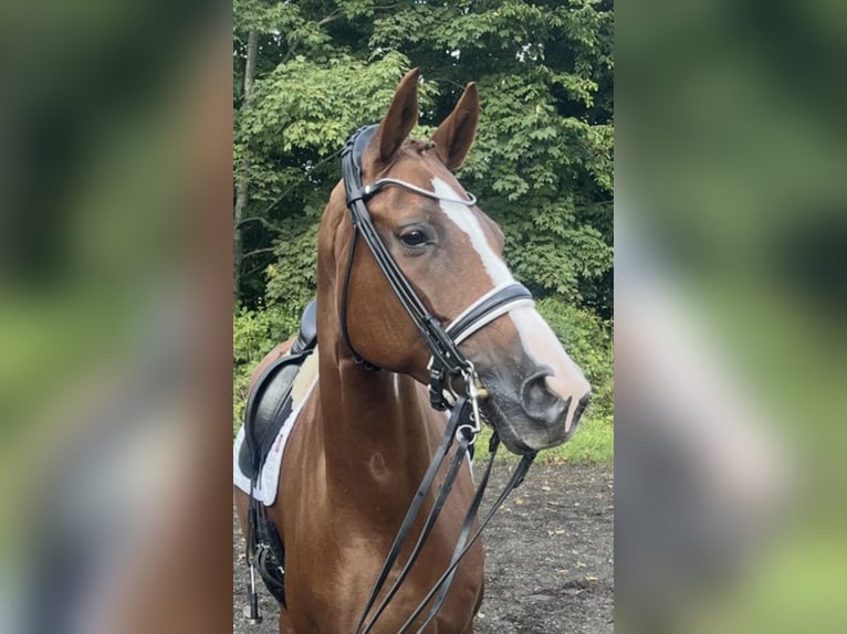 Duński koń gorącokrwisty Klacz 14 lat 166 cm Kasztanowata in Odense