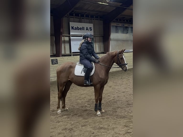 Duński koń gorącokrwisty Klacz 14 lat 166 cm Kasztanowata in Odense