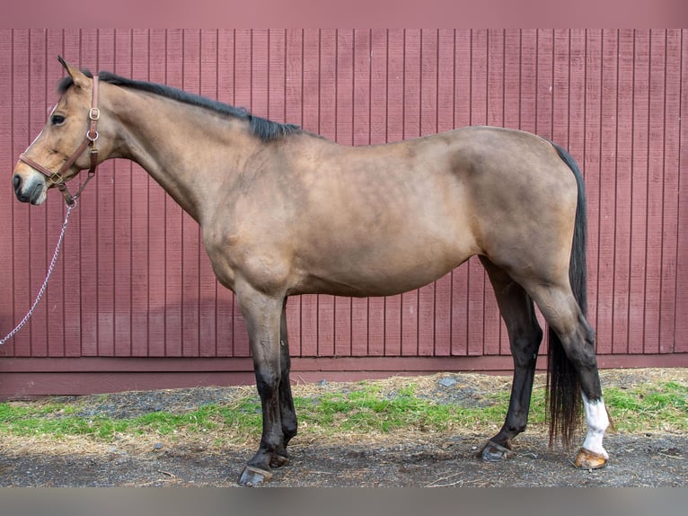 Duński koń gorącokrwisty Klacz 15 lat 163 cm Gniada in Boyds