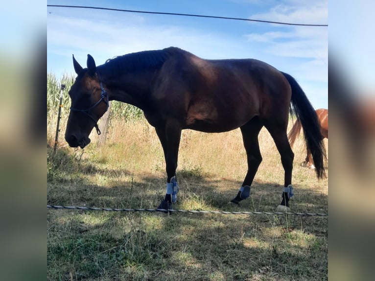 Duński koń gorącokrwisty Klacz 15 lat 165 cm Gniada in Pappenheim