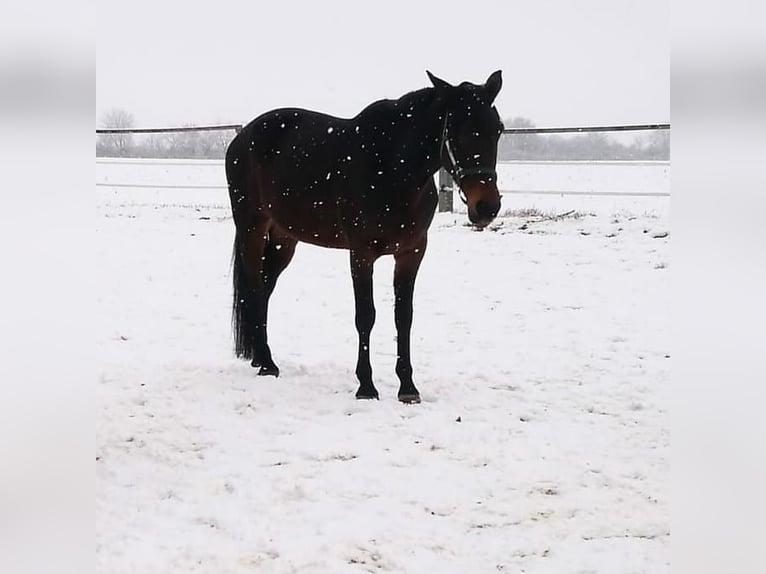 Duński koń gorącokrwisty Klacz 15 lat 165 cm Gniada in Pappenheim