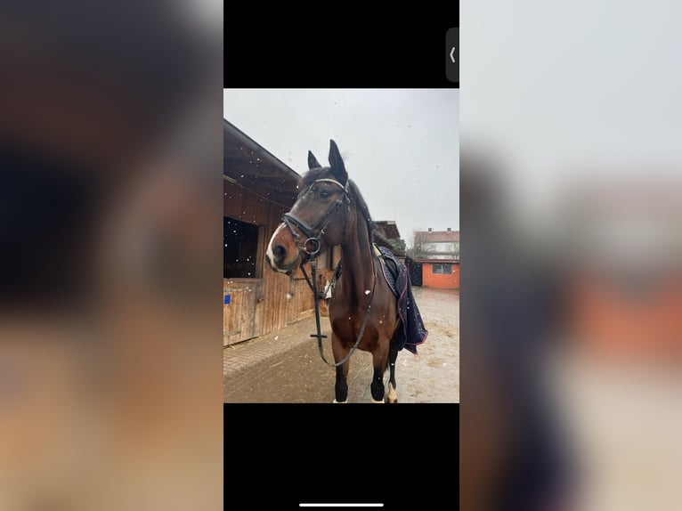Duński koń gorącokrwisty Klacz 15 lat 165 cm Gniada in Künzell