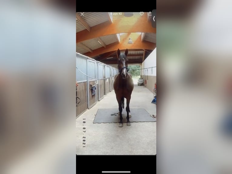 Duński koń gorącokrwisty Klacz 15 lat 165 cm Gniada in Künzell