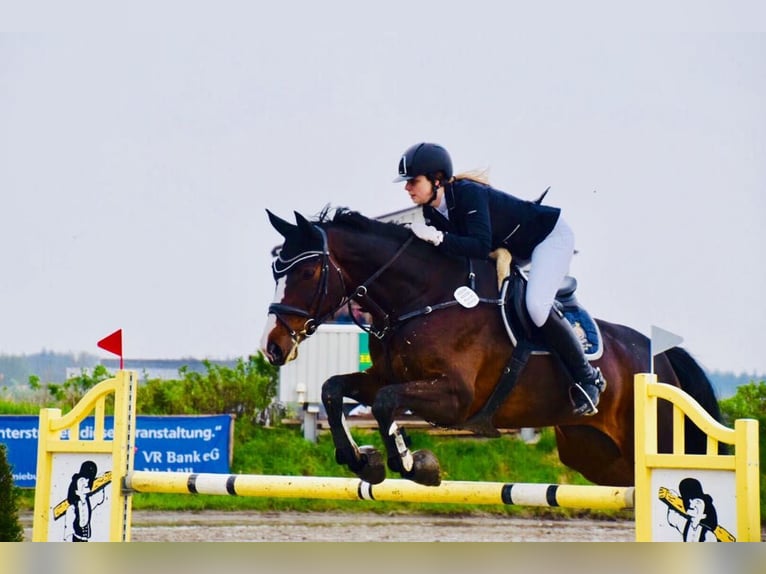 Duński koń gorącokrwisty Klacz 16 lat 174 cm Ciemnogniada in Risum-Lindholm