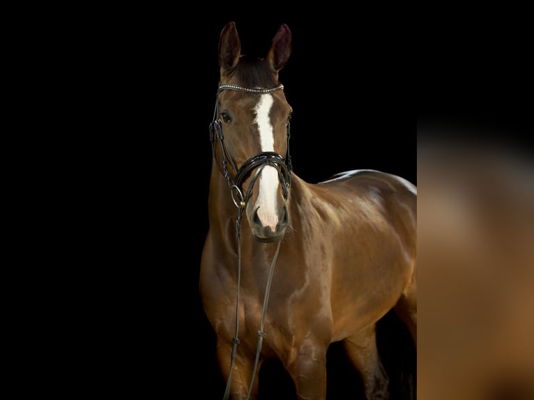 Duński koń gorącokrwisty Klacz 16 lat 174 cm Ciemnogniada in Risum-Lindholm
