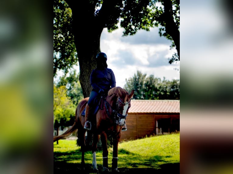 Duński koń gorącokrwisty Klacz 18 lat 162 cm Kasztanowata in Hamburg