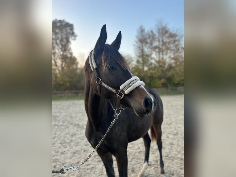 Duński koń gorącokrwisty Klacz 1 Rok 170 cm Gniada in Haslev