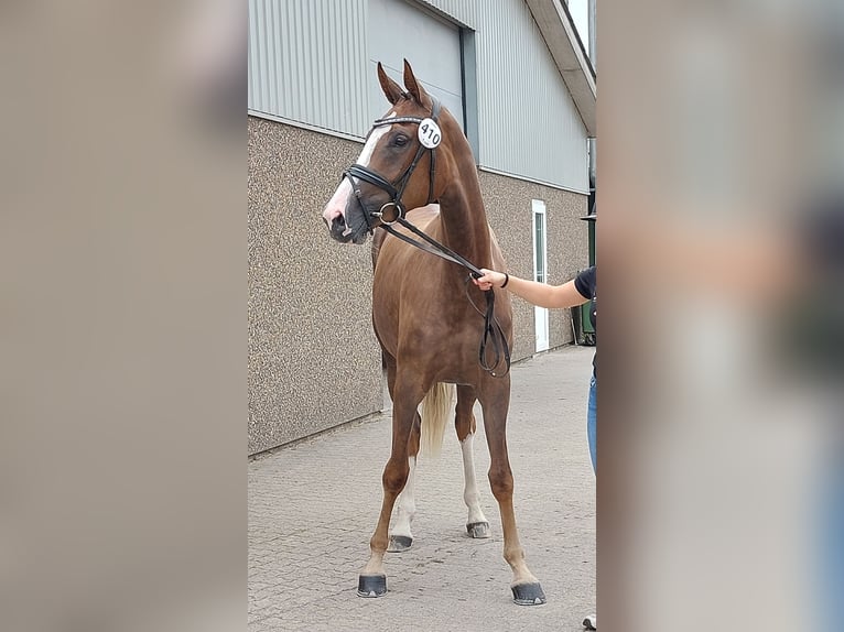 Duński koń gorącokrwisty Klacz 2 lat 172 cm Kasztanowata in Horsens