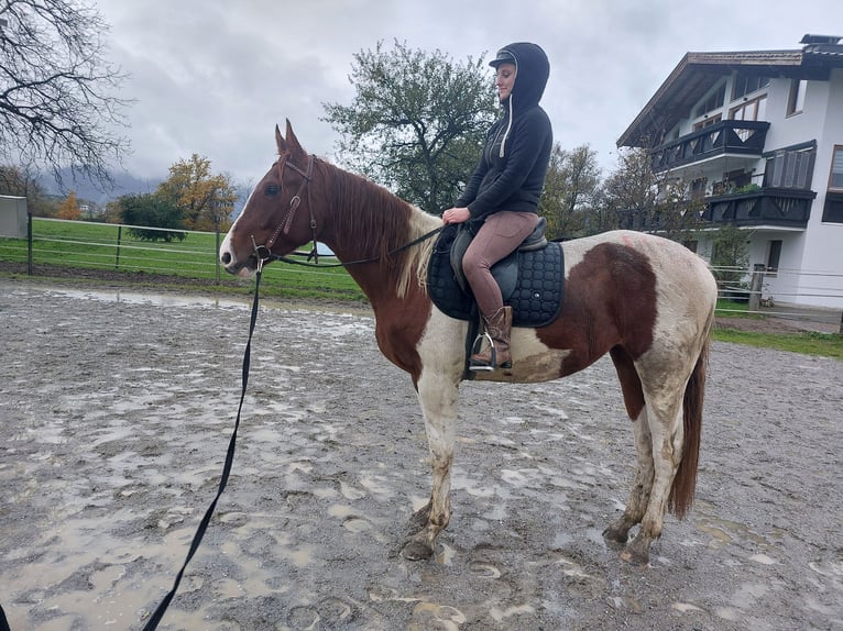 Duński koń gorącokrwisty Klacz 3 lat 163 cm Srokata in Kirchbichl Duński koń gorącokrwisty Klacz 3 lat 163 cm Srokata in Kirchbichl