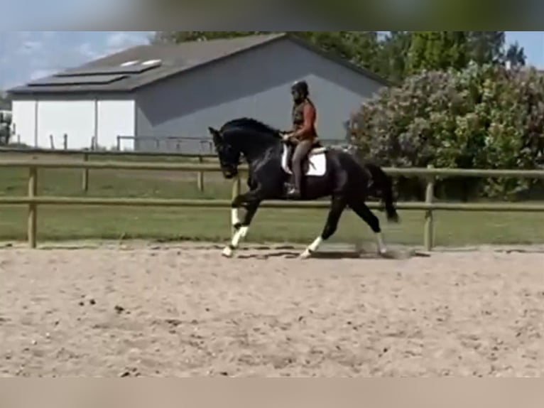 Duński koń gorącokrwisty Klacz 4 lat 168 cm Kara in Odense