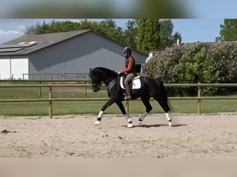 Duński koń gorącokrwisty Klacz 4 lat 168 cm Kara in Odense
