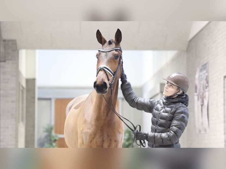 Duński koń gorącokrwisty Klacz 4 lat 169 cm Jasnogniada in Asperup