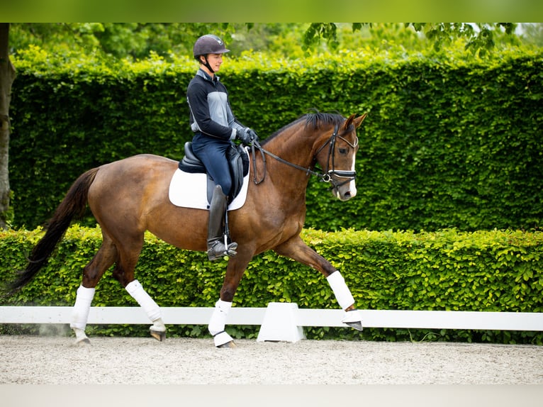 Duński koń gorącokrwisty Klacz 5 lat 167 cm Gniada in Ringk&#xF8;bing