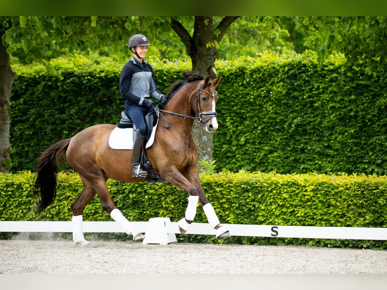 Duński koń gorącokrwisty Klacz 5 lat 167 cm Gniada in Ringk&#xF8;bing
