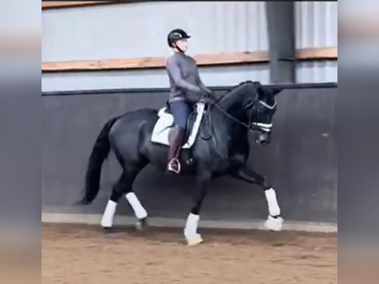 Duński koń gorącokrwisty Klacz 5 lat 167 cm Kara in B&#xF8;rkop