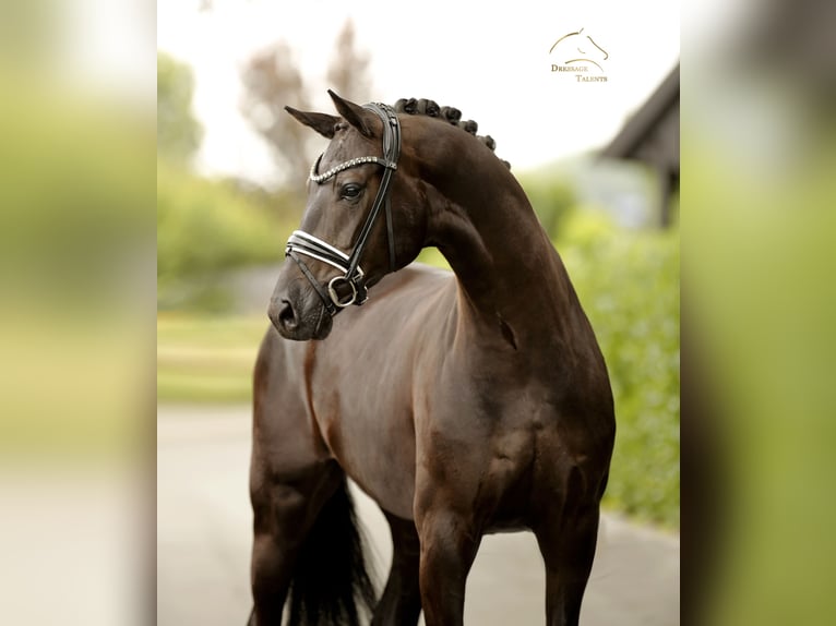 Duński koń gorącokrwisty Klacz 5 lat 167 cm Kara in Vechta