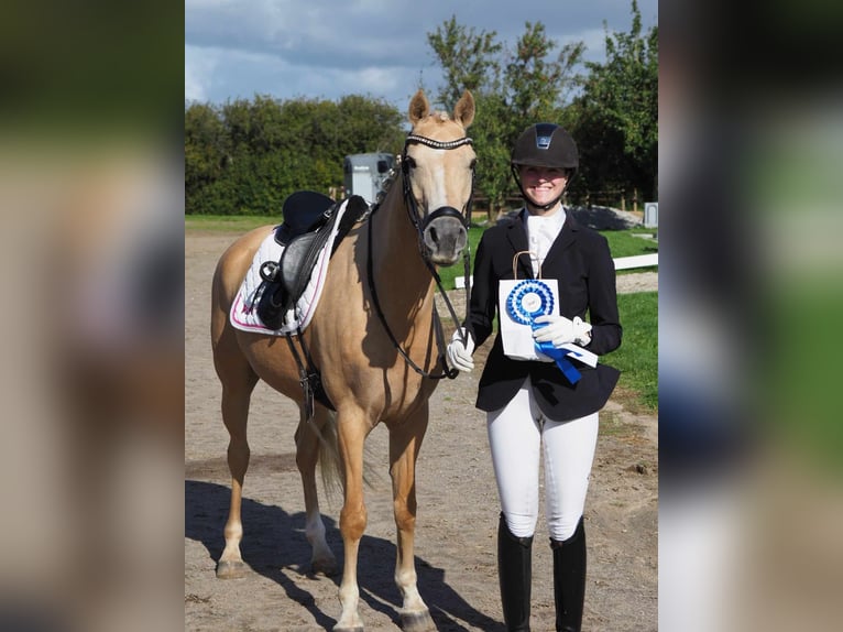 Duński koń gorącokrwisty Klacz 6 lat 146 cm Izabelowata in Aabenraa