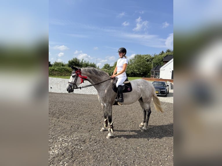 Duński koń gorącokrwisty Klacz 7 lat 169 cm in Bramming